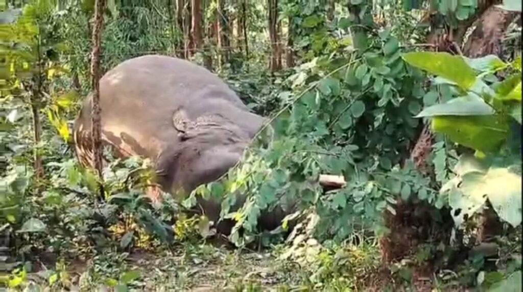 IMG_20251021_112943_623